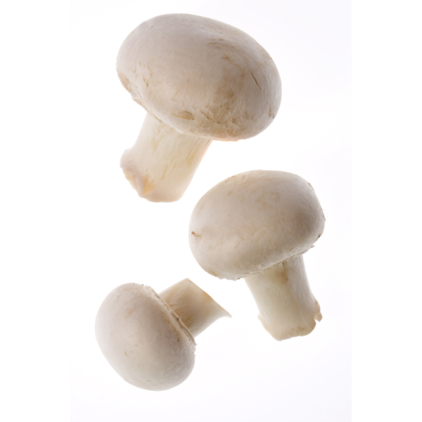 Funghi Champignon